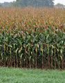 Mais - Zea mays L.