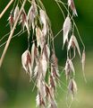 Wild-Oat - Avena fatua L.