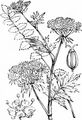 Lesser Water-Parsnip - Berula erecta (Huds.) Coville