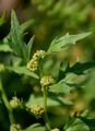 Strawberry Goosefoot - Blitum virgatum L.
