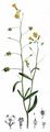 Warty-Cabbage - Bunias orientalis L.