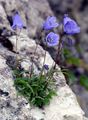 Zwerg-Glockenblume - Campanula cochleariifolia Lam.