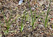 Sand-Segge - Carex arenaria L.