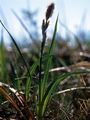 Starre Segge - Carex bigelowii Schwein.