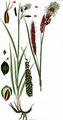 Glaucous Sedge - Carex flacca Schreb.