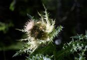 Alpen-Kratzdistel - Cirsium spinosissimum (L.) Scop.