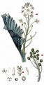 Sea-Kale - Crambe maritima L.