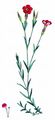 Maiden Pink - Dianthus deltoides L.