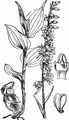 Broad-Leaved Helleborine - Epipactis helleborine (L.) Crantz