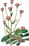 Drüsiges Berufkraut - Erigeron atticus Vill. 