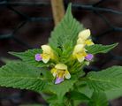 Large-Flowered Hemp-Nettle - Galeopsis speciosa Mill.