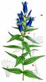 Willow Gentian - Gentiana asclepiadea L.
