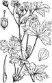 Dusky Crane's-Bill - Geranium phaeum L.