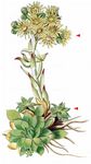 Sprossende Fransen-Hauswurz - Jovibarba globifera (L.) J. Parn. 