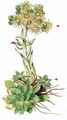 Rolling Hen-And-Chicks - Jovibarba globifera (L.) J. Parn.