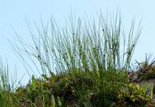 Dreispaltige Binse - Juncus trifidus L.