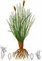 Nacktried - Kobresia myosuroides (Vill.) Fiori