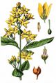 Yellow Loosestrife - Lysimachia vulgaris L.