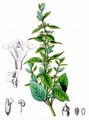 Balm - Melissa officinalis L.