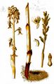 Bird's-Nest Orchid - Neottia nidus-avis (L.) Rich.