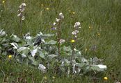 Alpine Butterbur - Petasites paradoxus (Retz.) Baumg.