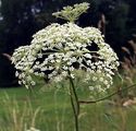 Sumpf-Haarstrang - Peucedanum palustre (L.) Moench