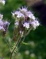 Phacelia - Phacelia tanacetifolia Benth.