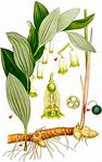 Wohlriechende Weißwurz - Polygonatum odoratum (Mill.) Druce 