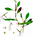 Red Pondweed - Potamogeton alpinus Balb.