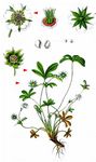 Weißes Fingerkraut - Potentilla alba L. 