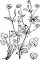 Blutwurz - Potentilla erecta (L.) Räusch.
