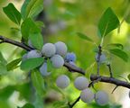Wild Plum - Prunus domestica L.