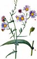 Glaucous Michaelmas-Daisy - Symphyotrichum laeve (L.) Á. Löve & D. Löve