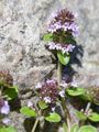 Large Thyme - Thymus pulegioides L.