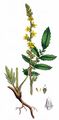 Agrimony - Agrimonia eupatoria L.