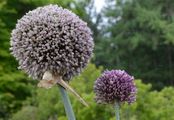 Leek - Allium ampeloprasum L.