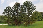 Chilenische Araukarie - Araucaria araucana (Molina) K. Koch