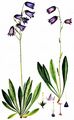 Bärtige Glockenblume - Campanula barbata L.