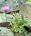 Alpine Thistle - Carduus defloratus L.