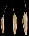 Rescue Brome - Ceratochloa cathartica (Vahl) Herter
