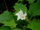 Blauer Stechapfel - Datura stramonium L.