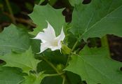 Blauer Stechapfel - Datura stramonium L.