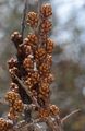 Blütenstand von Hippophae rhamnoides - Gewöhnlicher Sanddorn (Elaeagnaceae)