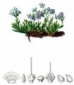 King-Of-The-Alps - Eritrichium nanum (L.) Gaudin