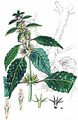 Dorn-Hohlzahn - Galeopsis tetrahit L.