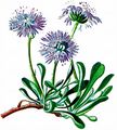 Herzblättrige Kugelblume - Globularia cordifolia L.