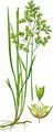 Arktisches Rauhes Mariengras - Hierochloë odorata (L.) P. Beauv.