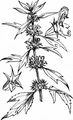 Echtes Herzgespann - Leonurus cardiaca L.
