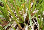 Broad-Leaved Meadow-Grass - Poa chaixii Vill. 