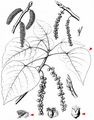 Western Balsam-Poplar - Populus trichocarpa Hook.